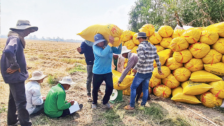 Sau thu hoạch, nông dân Hậu Giang chủ yếu bán lúa cho thương lái tại ruộng.