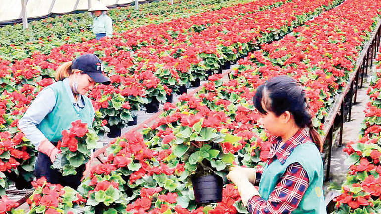 Sản xuất hoa công nghệ cao tại thành phố Đà Lạt, tỉnh Lâm Đồng.