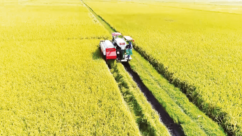 Sản xuất và xuất khẩu lúa gạo tạo đà tăng trưởng vững chắc. Ảnh: Hồng Điệp