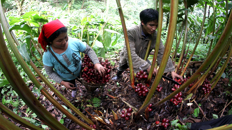 Cây thảo quả mang lại thu nhập và cuộc sống ổn định cho người La Hủ ở Sín Chải B.