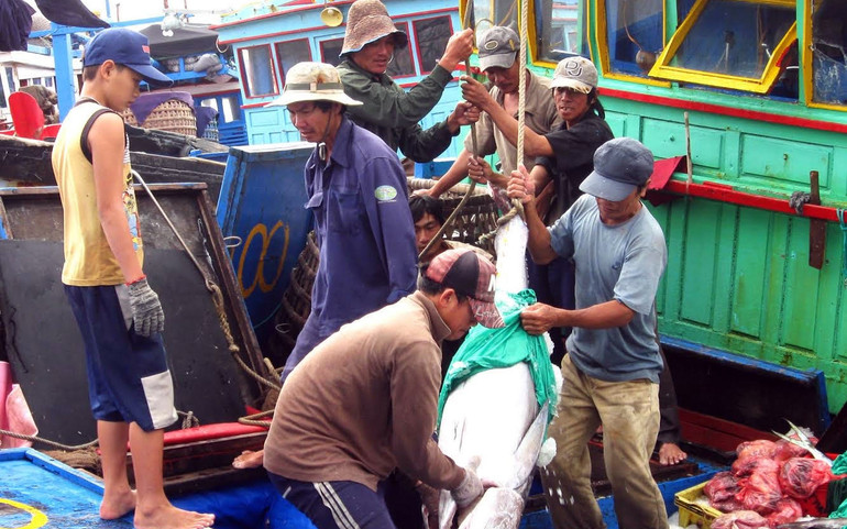 Ngư dân Phú Yên bốc dỡ cá lên bờ.