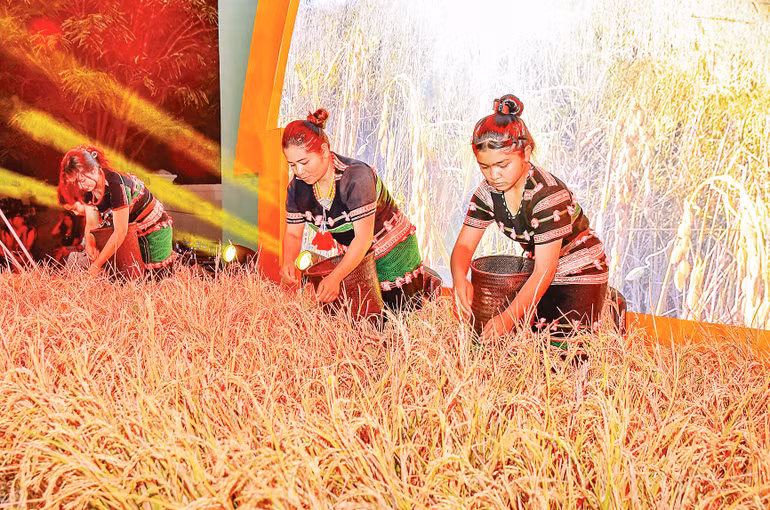 Theo tục lệ, người tuốt lúa giúp được trả một gùi lúa chia đôi; sáng tuốt cho chủ, còn chiều tuốt cho mình. Nếu mời con trẻ tuốt lúa thì chúng tuốt được bao nhiêu, cho mang về bấy nhiêu.