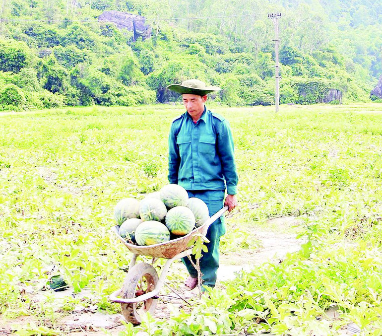 Vụ này, người dân trồng giống dưa Hai Mũi Tên, năng suất ước đạt 30 tấn/ha. Vụ này, người dân trồng giống dưa Hai Mũi Tên, năng suất ước đạt 30 tấn/ha.