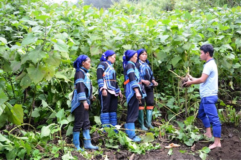 Cán bộ khuyến nông xã hướng dẫn đồng bào dân tộc Hà Nhì trồng sâm đất Hoàng Sin Cô.