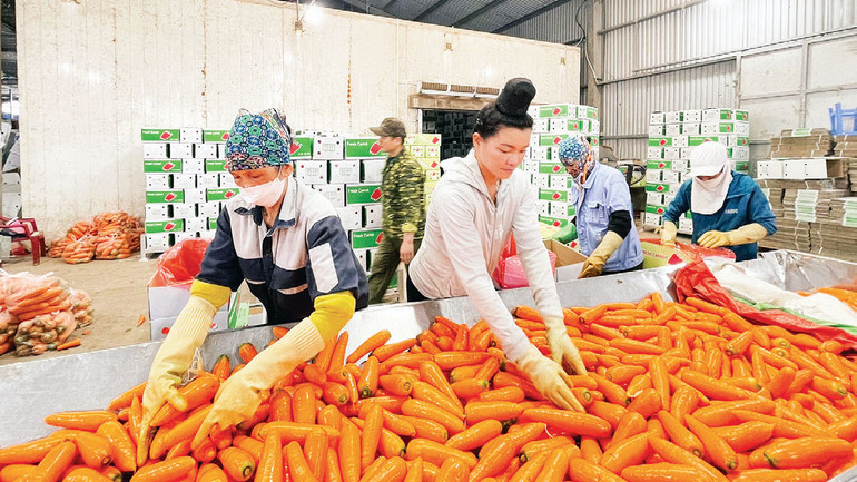 Sơ chế cà rốt xuất khẩu ở xã Đức Chính, huyện Cẩm Giàng (tỉnh Hải Dương).