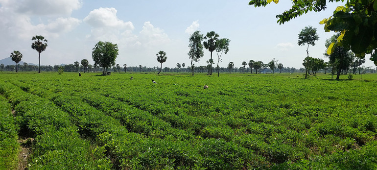 Đồng bào Khmer xã An Cư thu hoạch rau củ quả