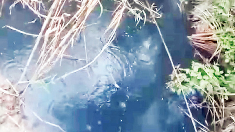 Có thời điểm, nguồn nước thải gây ảnh hưởng ao nhà người dân.