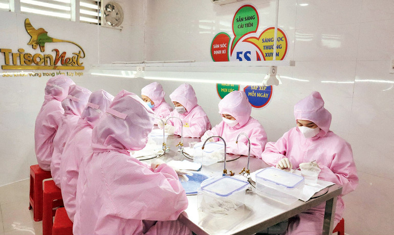 Công nhân Công ty TNHH Thương mại-Dịch vụ Trí Sơn (thành phố Mỹ Tho) sơ chế tổ yến.