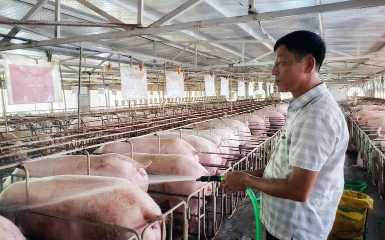 Hộ ông Bùi Quang Hiệu (ở khu 14, xã Tiên Kiên, huyện Lâm Thao, tỉnh Phú Thọ) phát triển kinh tế từ nguồn vốn vay của Agribank.