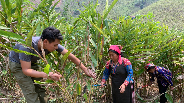 Bà con ở bản Pìn Khò, xã Bum Tở được cán bộ hướng dẫn người dân chăm sóc cây riềng.