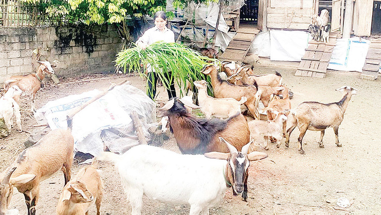 Người dân xã Đông Lợi (Sơn Dương) phát triển chăn nuôi dê sinh sản. (Ảnh Đoàn Thư)