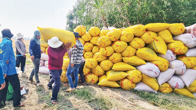 Nông dân tỉnh Hậu Giang thu hoạch lúa hè thu cuối vụ.