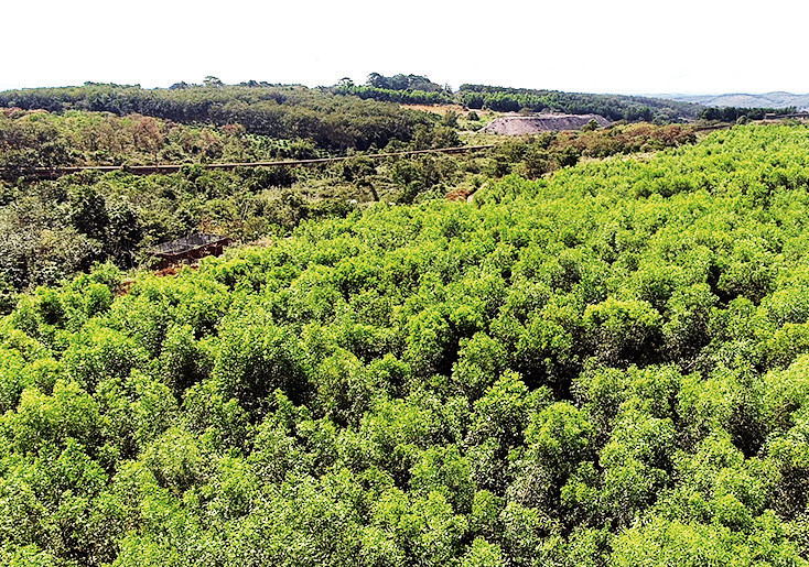 Những vùng mỏ hoàn thổ sau khai thác bô-xít được phủ xanh bởi những rừng cây xanh mát.