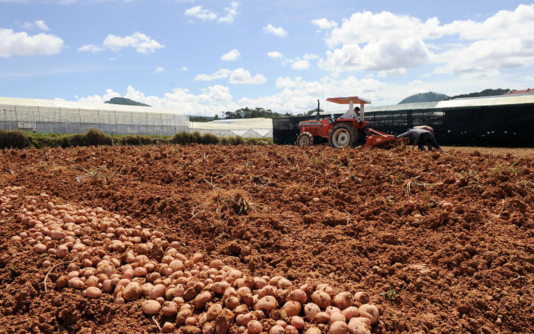 Thu hoạch khoai tây tại Phường 8, thành phố Ðà Lạt, tỉnh Lâm Ðồng. (Ảnh DUY ÐĂNG)