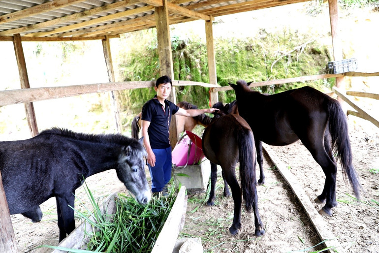 Anh Vàng A Sáo nhân rộng mô hình nuôi ngựa của gia đình. Ảnh: TUẤN NGỌC
