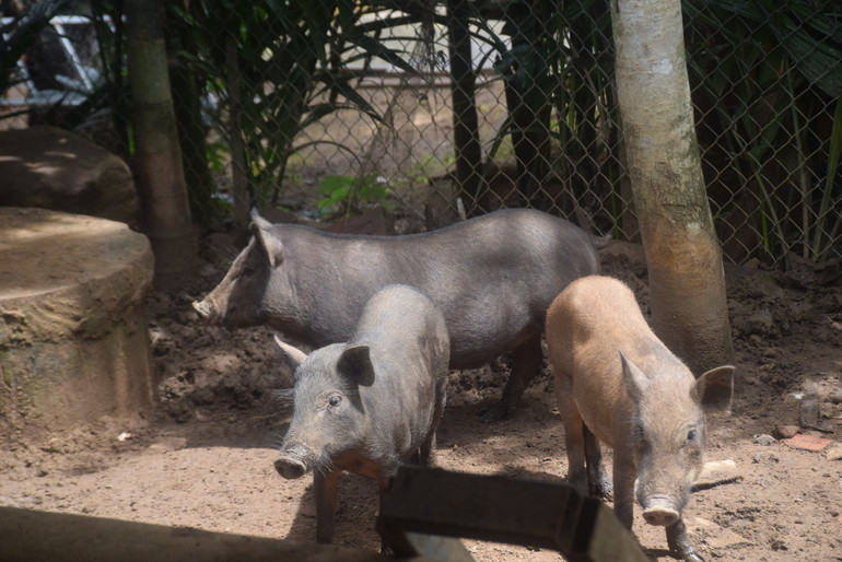 Từ mô hình nuôi heo đen, nhiều hộ dân đã vươn lên thoát nghèo.