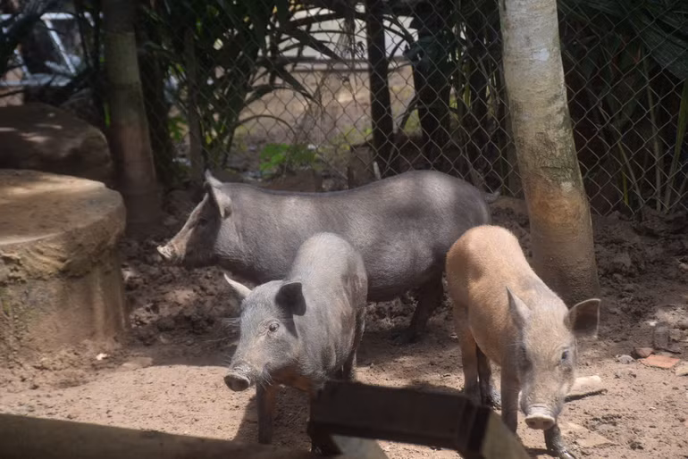 Từ mô hình nuôi heo đen, nhiều hộ dân đã vươn lên thoát nghèo.