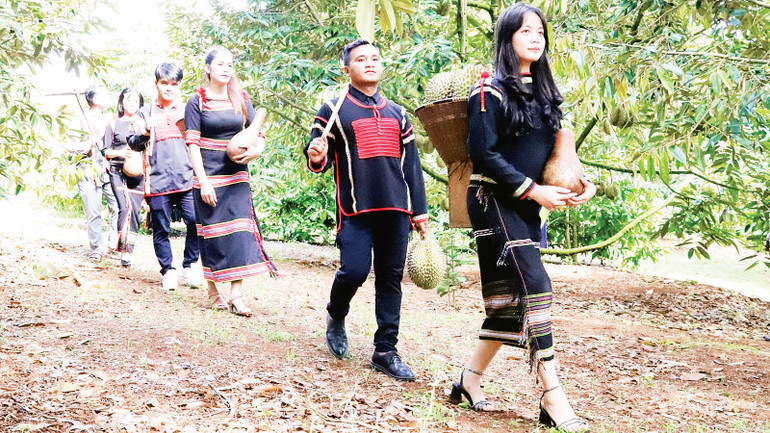 Những chàng trai, cô gái Ê Đê trong vườn sầu riêng mùa trĩu quả.