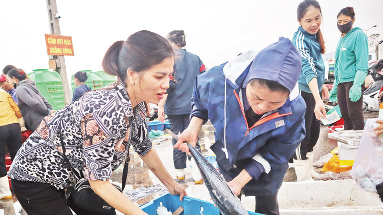 Hải sản ở đây rất đa dạng, từ cá ngừ, cá thu, cá hố đến các loại bé hơn, như cá bạc má, cá nục, cá cơm... Hải sản ở đây rất đa dạng, từ cá ngừ, cá thu, cá hố đến các loại bé hơn, như cá bạc má, cá nục, cá cơm...