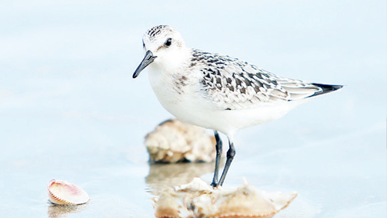 Xác tôm, cua là mồi ngon của rẽ cổ xám.