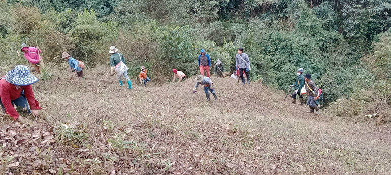 Công nhân Nông trường cao su Điện Biên thu dọn thực bì quanh vườn cây để phòng chống cháy rừng.