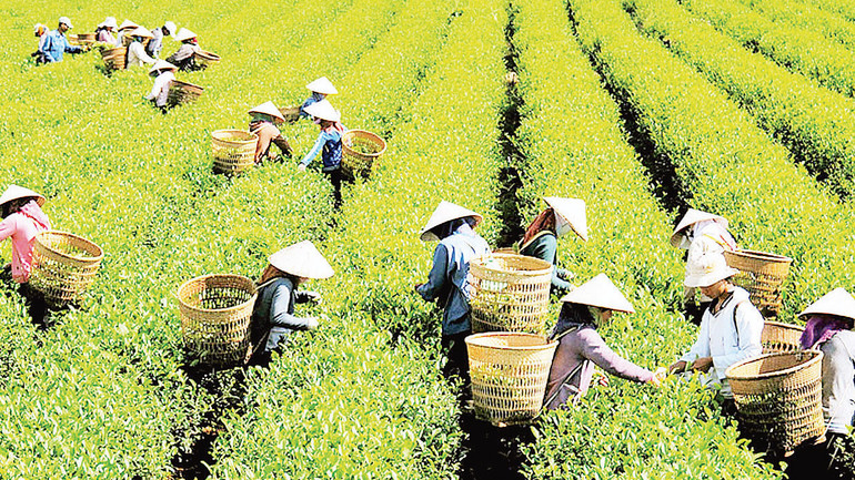 Thu hoạch chè tại Lâm Đồng.