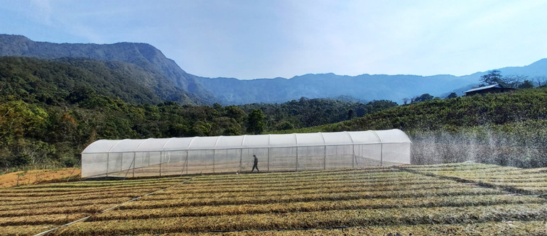 Nhà màng ươm sâm dây tại huyện Tu Mơ Rông