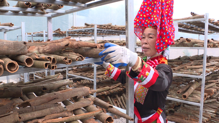 Từ nguồn vỗn hỗ trợ của tỉnh đã giúp nhiều hộ đồng bào dân tộc thiểu số vươn lên thoát nghèo và phát triển kinh tế.