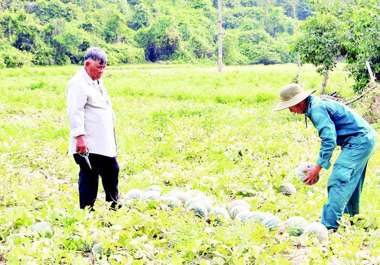 Dưa được thương lái mua tại ruộng, hoặc nông dân tìm kiếm các nguồn tiêu thụ. Dưa được thương lái mua tại ruộng, hoặc nông dân tìm kiếm các nguồn tiêu thụ.