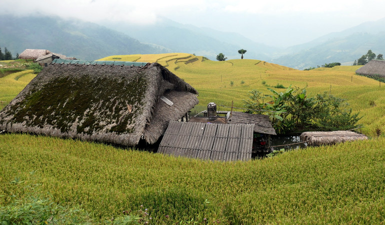 Những mái nhà sàn lợp cọ, rêu phong phủ kín nằm giữa những thửa ruộng bậc thang là hình ảnh đặc trưng, riêng có của thôn vùng cao Xà Phìn.