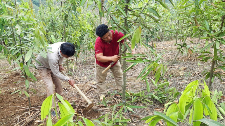 Trồng quế giúp bà con xã Bum Tở tăng thêm thu nhập, ổn định cuộc sống.