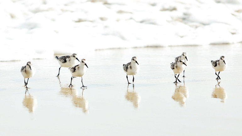 Đàn rẽ cổ xám tập trung một chỗ.