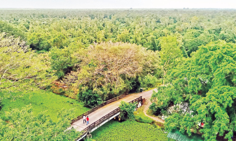 Một góc Vườn Quốc gia U Minh Hạ nhìn từ đài quan sát xuống.