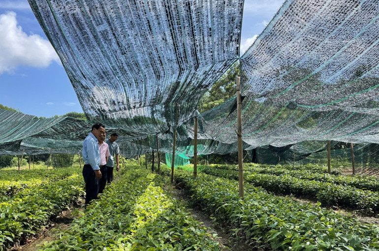 Người dân ở xã Đồn Đạc, huyện Ba Chẽ phát triển vườn ươm từ nguồn vốn vay tín dụng chính sách.