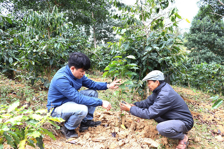 Được hướng dẫn kĩ thuật cưa đốn và ghép cải tạo giống cà phê lai, người dân bản Hua Nguống, xã Ẳng Cang, huyện Mường Ảng chủ động thực hiện trên diện tích cà phê của gia đình. Được hướng dẫn kĩ thuật cưa đốn và ghép cải tạo giống cà phê lai, người dân bản Hua Nguống, xã Ẳng Cang, huyện Mường Ảng chủ động thực hiện trên diện tích cà phê của gia đình.