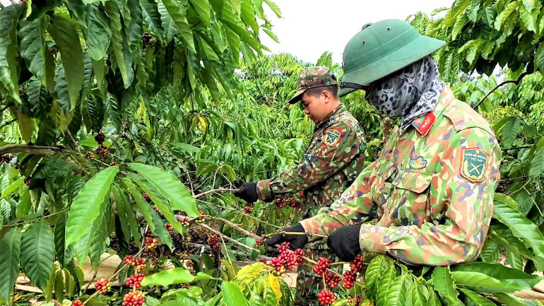 Cán bộ, chiến sĩ lực lượng vũ trang Tây Nguyên thu hoạch cà-phê giúp dân.