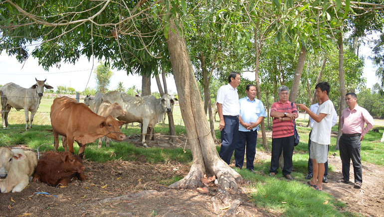 Ông Nguyễn Văn Ru (thứ 2, từ phải qua), ấp Hòa Khánh, xã Tân Khánh Hòa, huyện Giang Thành giới thiệu giống bò được hỗ trợ từ chương trình Dự án Heifer.