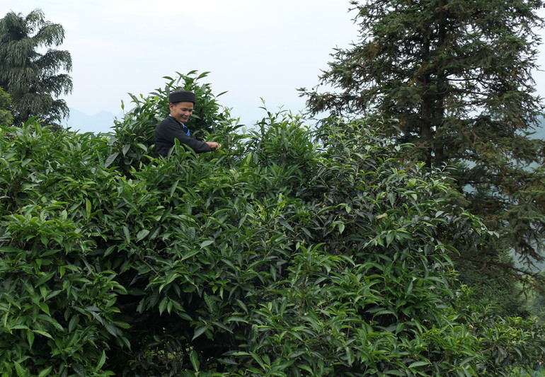 Đồng bào Dao khai thác thế mạnh, phát triển sản xuất 30 ha chè Shan tuyết và hàng nghìn ha thảo quả giúp xóa đói giảm nghèo bền vững.