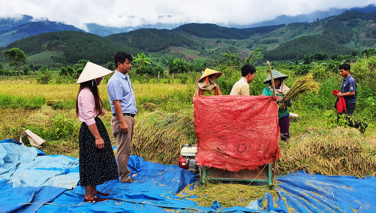 Thu hoạch lúa ST25 tại huyện Tu Mơ Rông