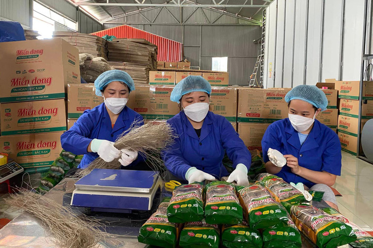 Hoạt động sản xuất tại Hợp tác xã miến dong Tài Hoan. (Ảnh: Thu Cúc)