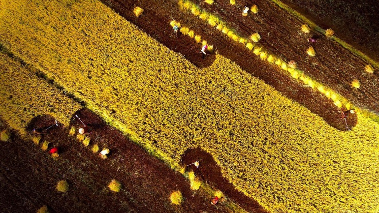 Giá trị canh tác trên một đơn vị sản xuất đất nông nghiệp ở huyện Xuân Lộc ngày càng tăng cao. Giá trị canh tác trên một đơn vị sản xuất đất nông nghiệp ở huyện Xuân Lộc ngày càng tăng cao.