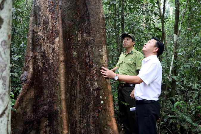 Rừng Khu Bảo tồn thiên nhiên văn hóa Đồng Nai đang quản lý được xem là "lá phổi xanh" của vùng Đông Nam Bộ.