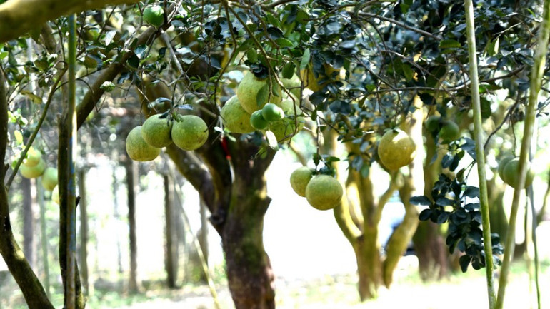 Những cây bưởi lâu năm ở làng bưởi Tân Triều.