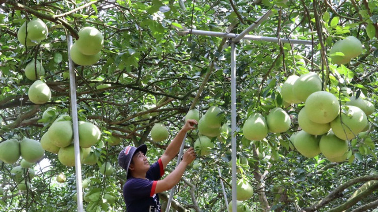 Bưởi Tân Triều được xem là đặc sản của tỉnh Đồng Nai.