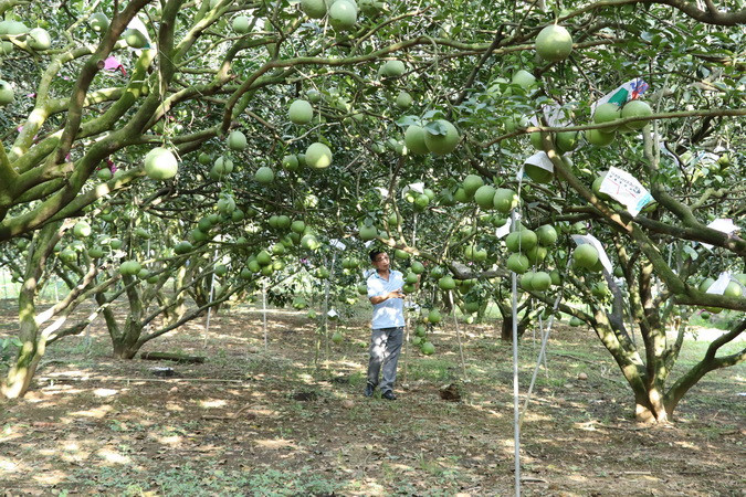 So với những năm trước, năng suất bưởi Tân Triều năm nay sụt giảm.