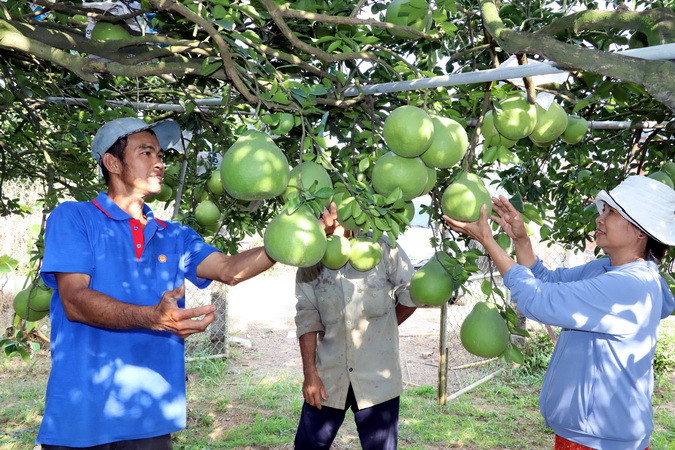Những ngày này, bà Nguyễn Thị Nga, ấp Vĩnh Hiệp, xã Tân Bình, huyện Vĩnh Cửu, tỉnh Đồng Nai dành nhiều thời gian để chăm chút cho lứa bưởi bán Tết.