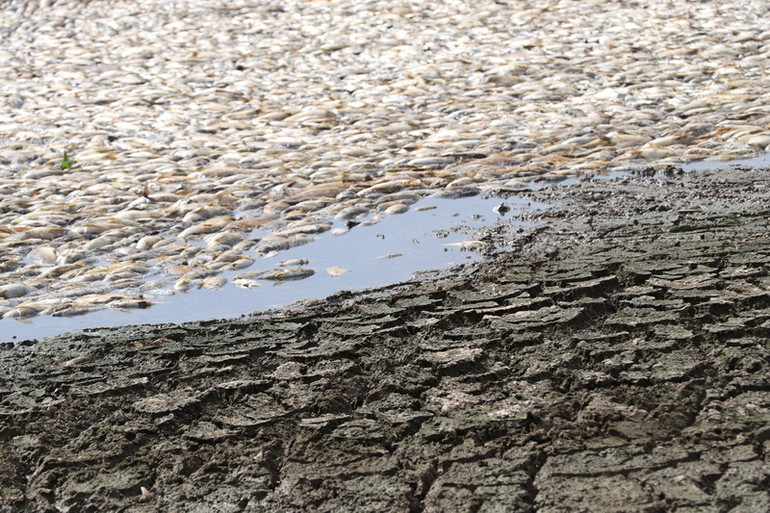 Hồ Sông Mây cạn trơ đáy, khiến khoảng 200 tấn cá chết nổi trắng hồ.