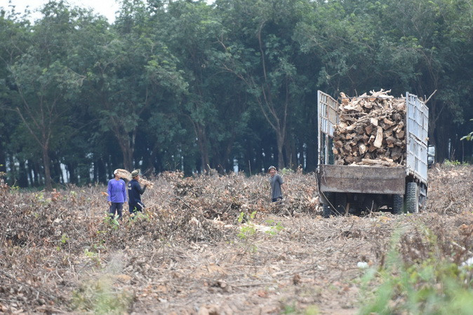 Chặt cây cao-su để giải phóng mặt bằng xây khu tái định cư dự án cao tốc Biên Hòa-Vũng Tàu.