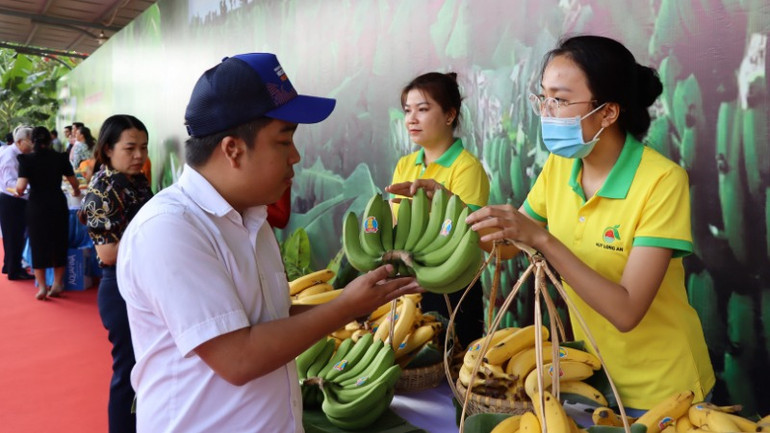 Trưng bày chuối xuất khẩu ở Đồng Nai.