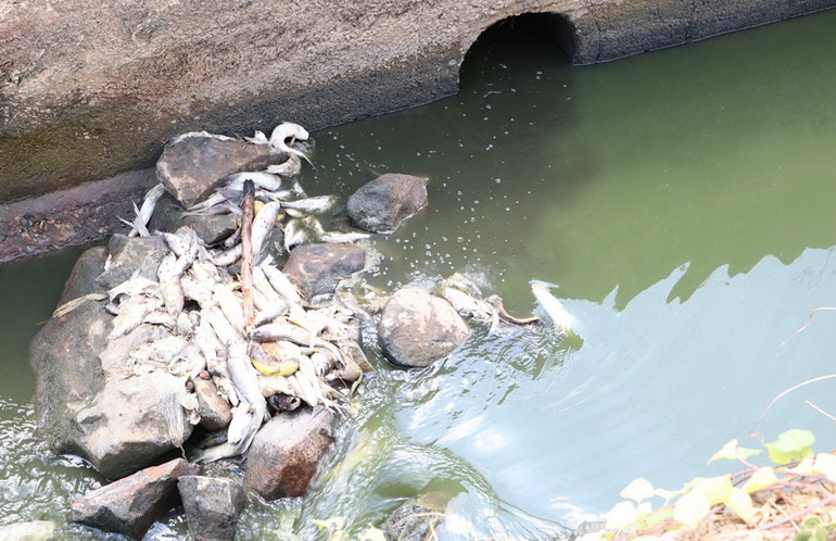 Cá chết theo dòng nước về hạ nguồn.